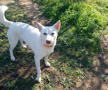EKAVI, Hund, Alopekis-Mix in Griechenland - Bild 5