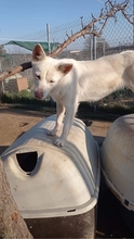 EKAVI, Hund, Alopekis-Mix in Griechenland - Bild 6