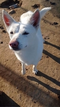 EKAVI, Hund, Alopekis-Mix in Griechenland - Bild 7