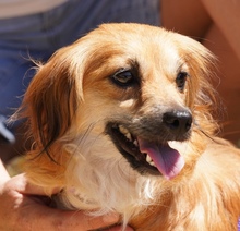 UNNA, Hund, Kokoni X in Zypern