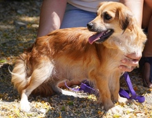 UNNA, Hund, Kokoni X in Zypern - Bild 2