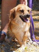 UNNA, Hund, Kokoni X in Zypern - Bild 3