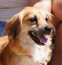 UNNA, Hund, Kokoni X in Zypern - Bild 4