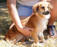 UNNA, Hund, Kokoni X in Zypern - Bild 6