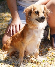 UNNA, Hund, Kokoni X in Zypern - Bild 7
