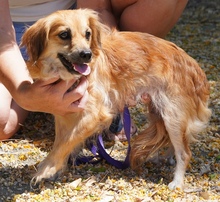 UNNA, Hund, Kokoni X in Zypern - Bild 8