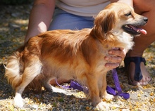 UNNA, Hund, Kokoni X in Zypern - Bild 9