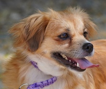 SMILLA, Hund, Kokoni X in Zypern