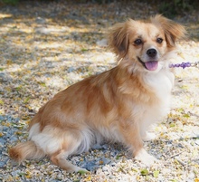 SMILLA, Hund, Kokoni X in Zypern - Bild 2