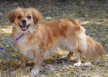 SMILLA, Hund, Kokoni X in Zypern - Bild 3