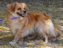 SMILLA, Hund, Kokoni X in Zypern - Bild 4