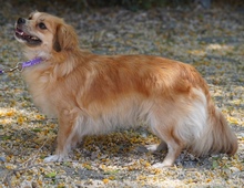 SMILLA, Hund, Kokoni X in Zypern - Bild 5