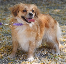 SMILLA, Hund, Kokoni X in Zypern - Bild 6