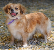 SMILLA, Hund, Kokoni X in Zypern - Bild 7