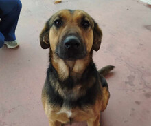 SASHA, Hund, Mischlingshund in Griechenland - Bild 1