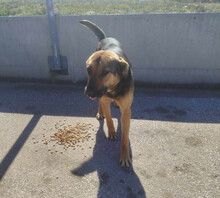 SASHA, Hund, Mischlingshund in Griechenland - Bild 2