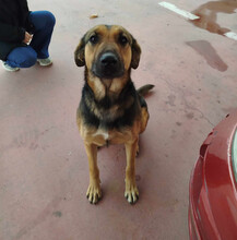 SASHA, Hund, Mischlingshund in Griechenland - Bild 3