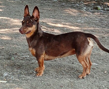 LARA, Hund, Mischlingshund in Griechenland