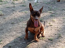 LARA, Hund, Mischlingshund in Griechenland - Bild 2