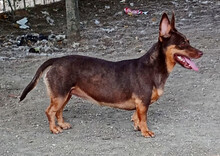 LARA, Hund, Mischlingshund in Griechenland - Bild 3
