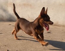 LARA, Hund, Mischlingshund in Griechenland - Bild 4