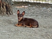 LARA, Hund, Mischlingshund in Griechenland - Bild 6