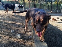 LARA, Hund, Mischlingshund in Griechenland - Bild 7