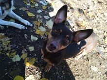 LARA, Hund, Mischlingshund in Griechenland - Bild 8