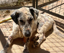 GRANNY, Hund, Mischlingshund in Griechenland - Bild 1