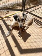 GRANNY, Hund, Mischlingshund in Griechenland - Bild 2