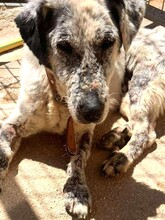 GRANNY, Hund, Mischlingshund in Griechenland - Bild 5