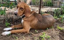 BOU, Hund, Mischlingshund in Griechenland - Bild 2