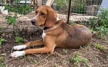 BOU, Hund, Mischlingshund in Griechenland - Bild 3