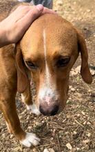 BOU, Hund, Mischlingshund in Griechenland - Bild 4
