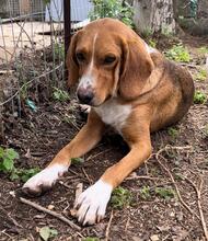 BOU, Hund, Mischlingshund in Griechenland - Bild 5