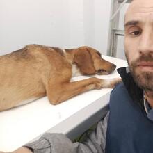 BOU, Hund, Mischlingshund in Griechenland - Bild 6