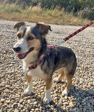 MARITA, Hund, Dackel-JackRussell-Mischling in Rumänien