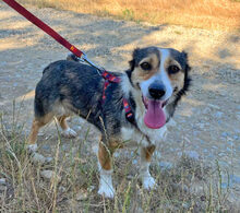 MARITA, Hund, Dackel-JackRussell-Mischling in Rumänien - Bild 2