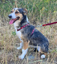 MARITA, Hund, Dackel-JackRussell-Mischling in Rumänien - Bild 3