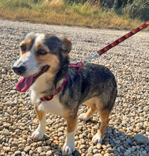 MARITA, Hund, Dackel-JackRussell-Mischling in Rumänien - Bild 4