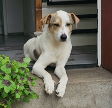 IVO, Hund, Mischlingshund in Herten - Bild 1