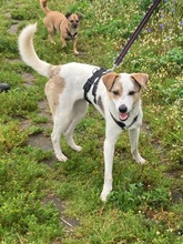 IVO, Hund, Mischlingshund in Herten - Bild 10