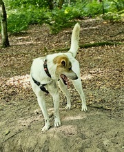 IVO, Hund, Mischlingshund in Herten - Bild 3