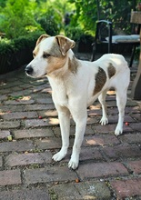 IVO, Hund, Mischlingshund in Herten - Bild 4