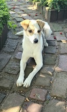 IVO, Hund, Mischlingshund in Herten - Bild 6