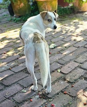 IVO, Hund, Mischlingshund in Herten - Bild 7