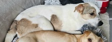 IVO, Hund, Mischlingshund in Herten - Bild 8