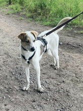 IVO, Hund, Mischlingshund in Herten - Bild 9