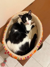JOEL, Katze, Europäisch Kurzhaar in Zypern - Bild 1