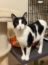 JOEL, Katze, Europäisch Kurzhaar in Zypern - Bild 2